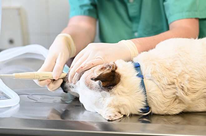 Dentisterie vétérinaire