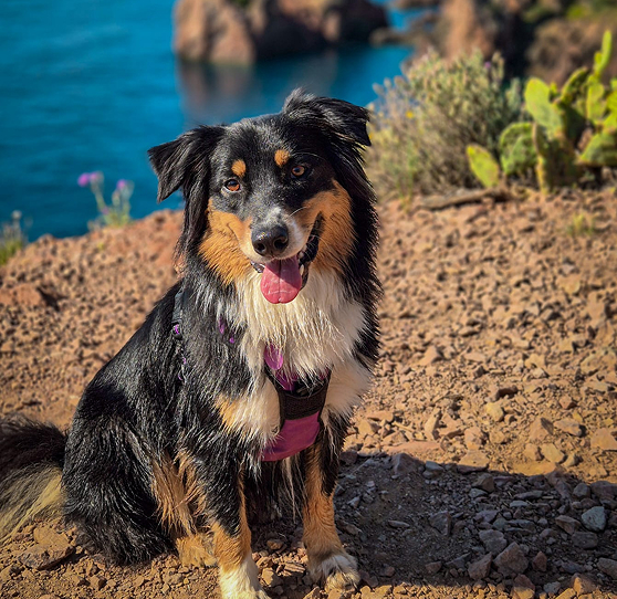 Fydji - Mascotte Clinique v&eacute;t&eacute;rinaire Pradetane
