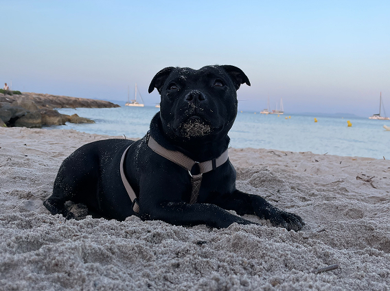 Priska- Mascotte Clinique v&eacute;t&eacute;rinaire Pradetane