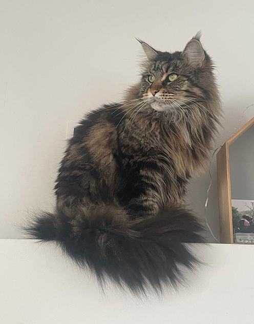 Toupie - Mascotte Clinique v&eacute;t&eacute;rinaire Pradetane